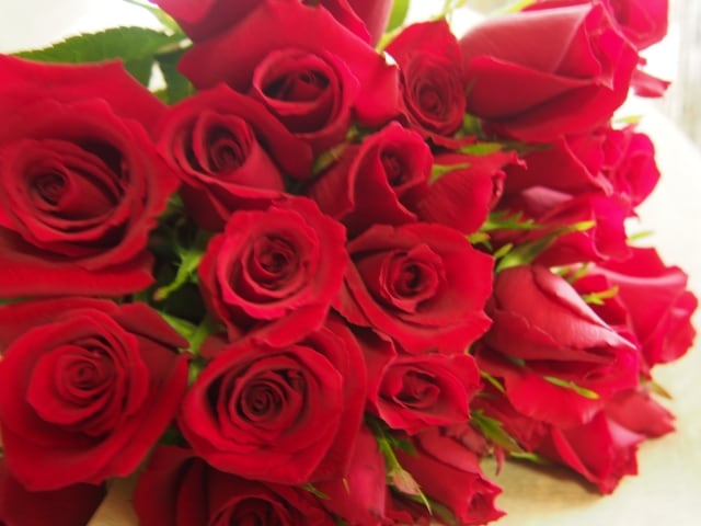 やっぱり赤！　赤いバラは愛の象徴のイメージ