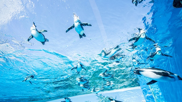 水族館ペンギンイメージ