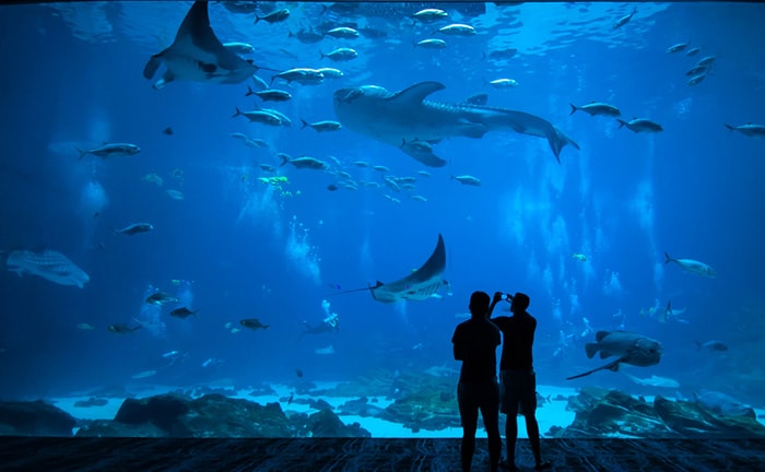 非日常感たっぷり！思い出に残る「水族館プロポーズ」はいかが？のイメージ