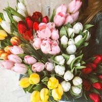 プロポーズにはチューリップの花束を！おすすめの色・本数・花言葉のイメージ