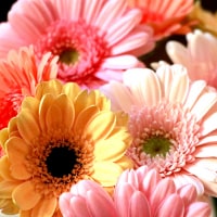 ガーベラの花束で心を伝える！プロポーズに最適な色・本数・花言葉のイメージ