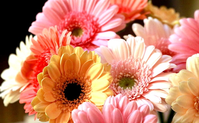 花言葉は「希望」。ガーベラの花束でプロポーズ！のイメージ